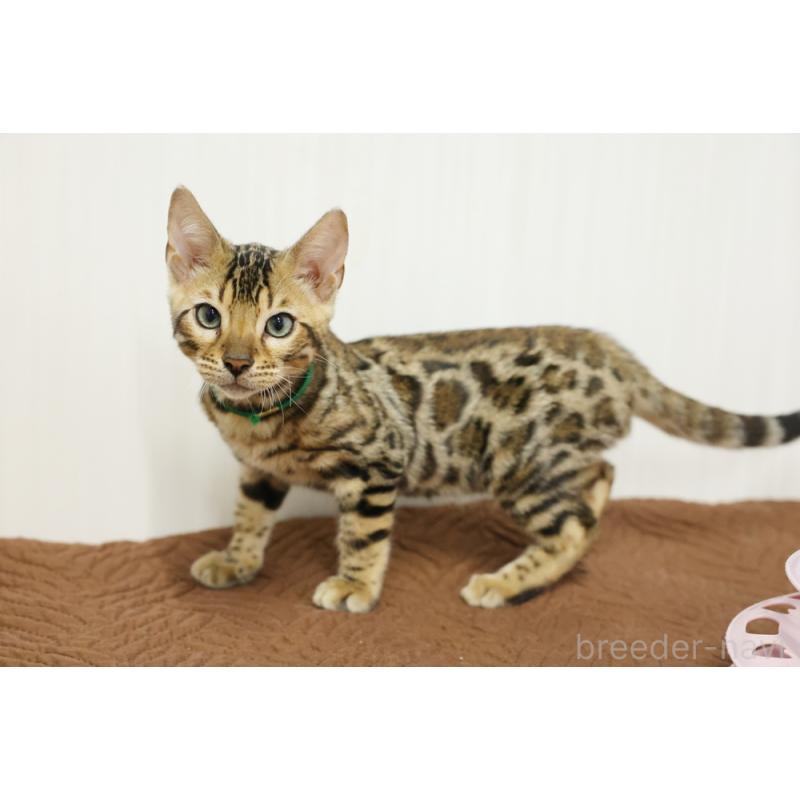 成約済の大阪府のベンガル-124883の8枚目